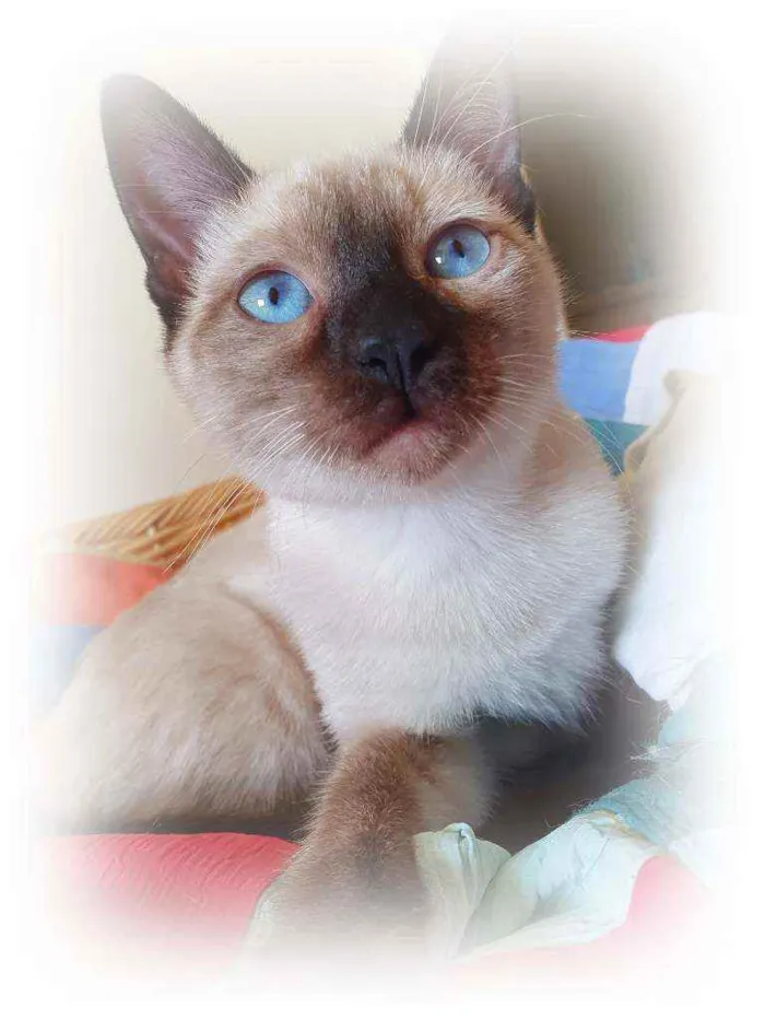 Gato raça SRD idade 2 a 6 meses nome CATÂNIA SIAMESA