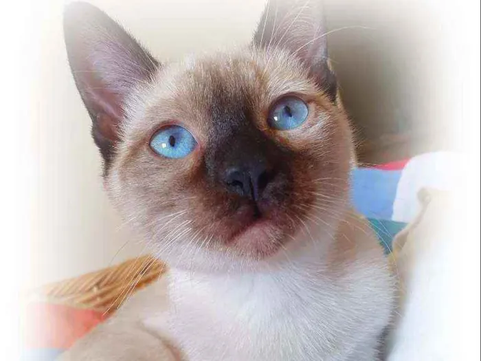 Gato raça SRD idade 2 a 6 meses nome CATÂNIA SIAMESA