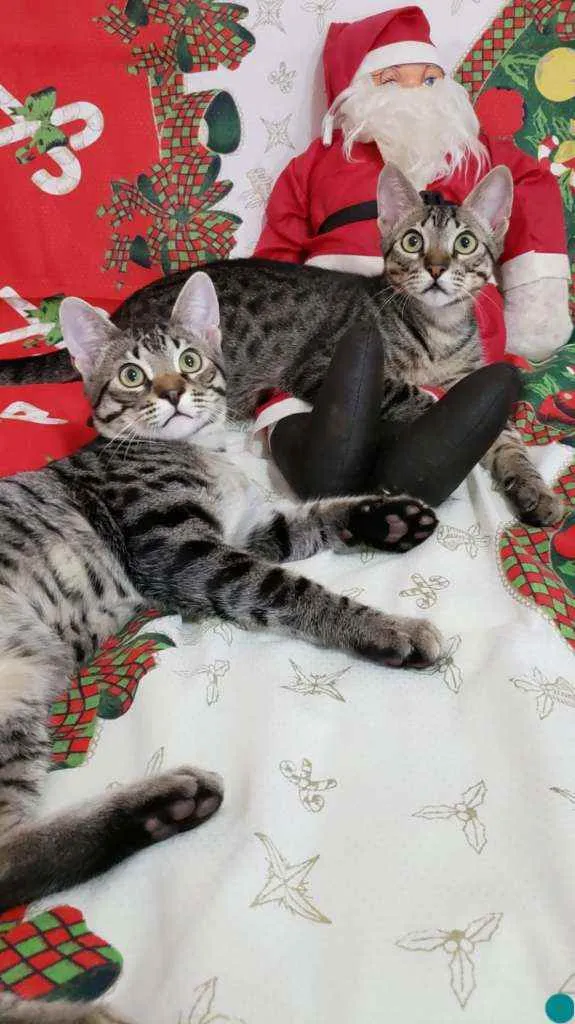 Gato ra a SRD idade 2 a 6 meses nome LOKI &ODIN 