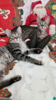 LOKI &ODIN