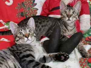 Gato raça SRD idade 2 a 6 meses nome LOKI &ODIN 