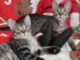 LOKI &ODIN
