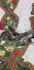 LOKI &ODIN