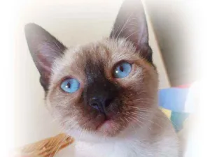 Gato raça SRD idade 2 a 6 meses nome CATÂNIA SIAMESA
