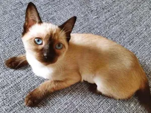 Gato raça SRD idade 2 a 6 meses nome CATÂNIA SIAMESA