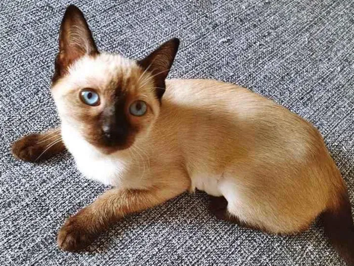 Gato raça SRD idade 2 a 6 meses nome CATÂNIA SIAMESA