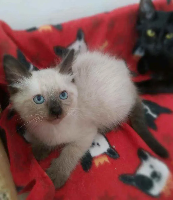 Gato ra a Srd idade 2 a 6 meses nome Miklos & irmãos 