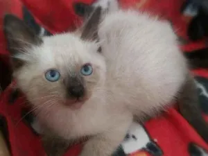 Gato raça Srd idade 2 a 6 meses nome Miklos & irmãos 