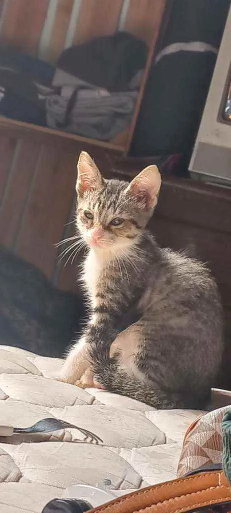 Gato ra a Indefinida idade 2 a 6 meses nome Sem nome definido