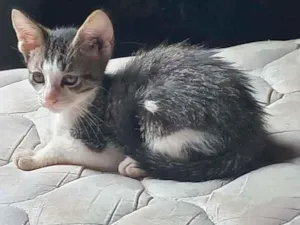 Gato raça Indefinida idade 2 a 6 meses nome Sem nome definido