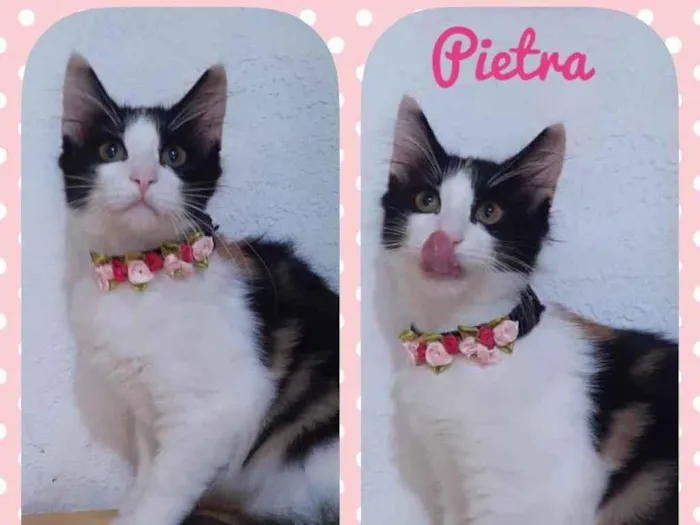 Gato raça Srd idade 2 a 6 meses nome Pietra