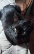 Ameixa