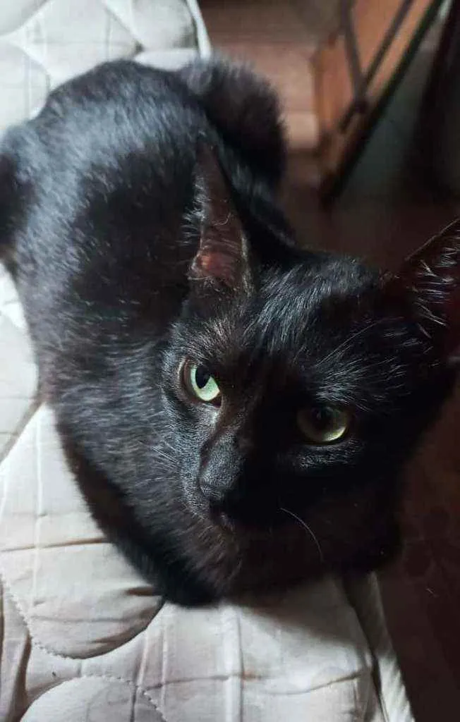 Gato ra a Indefinida idade 2 anos nome Ameixa