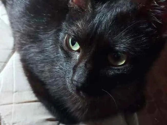 Gato ra a Indefinida idade 2 anos nome Ameixa