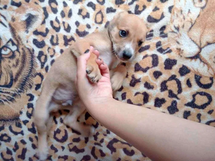 Cachorro raça Srd idade Abaixo de 2 meses nome Caramelo