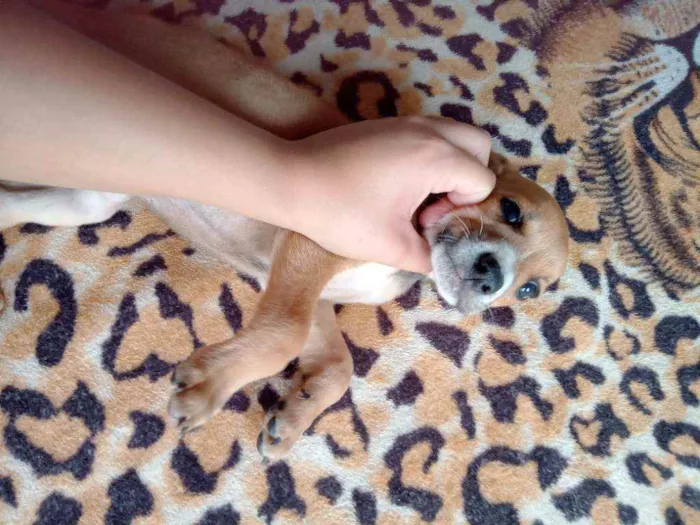 Cachorro raça Srd idade Abaixo de 2 meses nome Caramelo