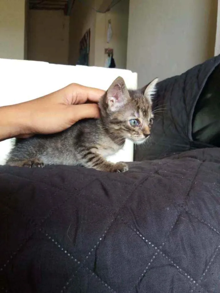 Gato ra a SRD idade Abaixo de 2 meses nome Kátia