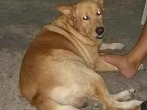 Cachorro ra a Mistura labrador idade 6 ou mais anos nome Spaik