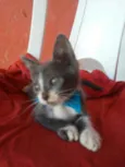 Tom
