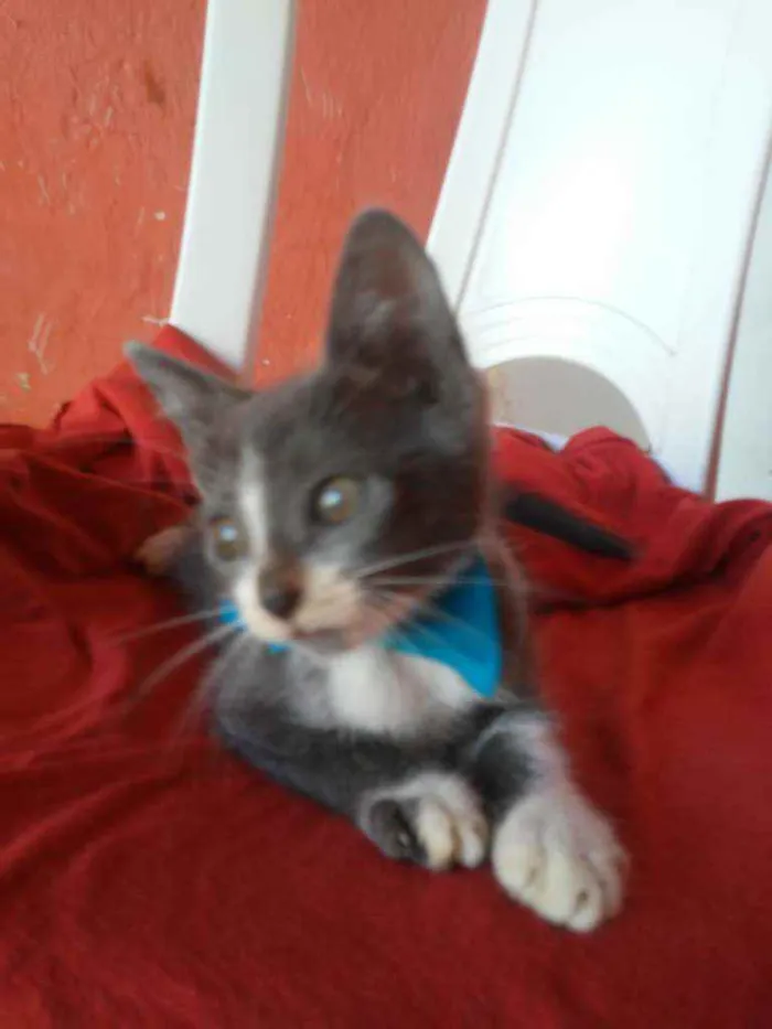 Gato ra a Comum idade 2 a 6 meses nome Tom