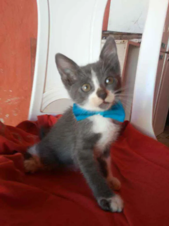 Gato ra a Comum idade 2 a 6 meses nome Tom