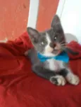 Tom