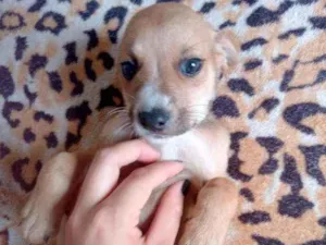 Cachorro raça Srd idade Abaixo de 2 meses nome Caramelo