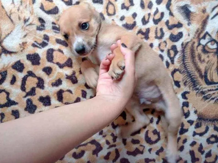 Cachorro raça Srd idade Abaixo de 2 meses nome Caramelo