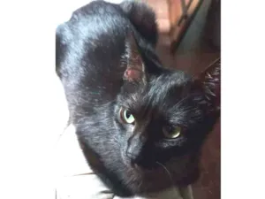 Gato raça Indefinida idade 2 anos nome Ameixa