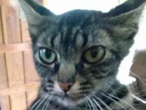 Gato raça .. idade 2 a 6 meses nome Safira