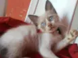 Juju