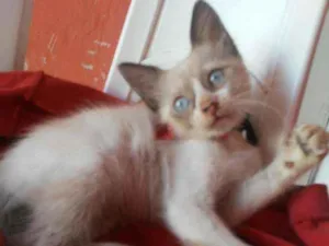 Gato raça Peludinha idade 2 a 6 meses nome Juju
