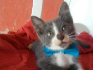 Gato raça Comum idade 2 a 6 meses nome Tom
