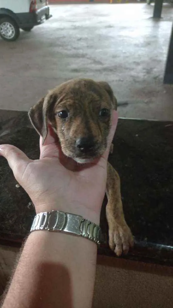 Cachorro ra a Não definida idade 2 a 6 meses nome Vários