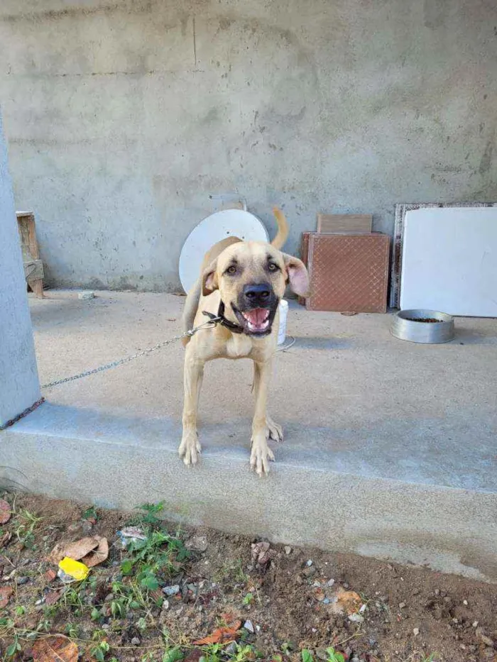 Cachorro raça viralata idade 1 ano nome Thor