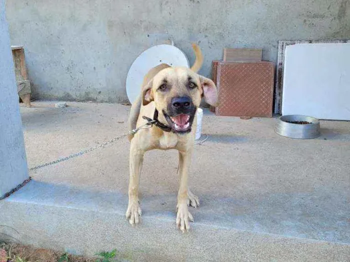 Cachorro raça viralata idade 1 ano nome Thor