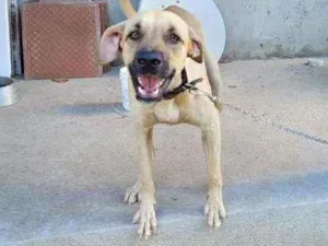 Cachorro raça viralata idade 1 ano nome Thor