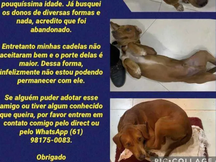Cachorro ra a Vira-lata idade  nome Você escolhe