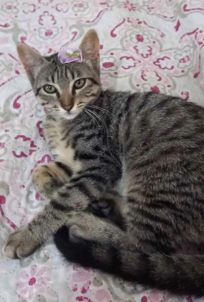 Gato ra a Sem raça definida  idade 2 a 6 meses nome Alba