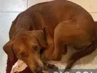 Cachorro ra a Vira-lata idade  nome Você escolhe