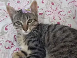 Gato raça Sem raça definida  idade 2 a 6 meses nome Alba