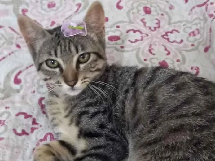 Gato ra a Sem raça definida  idade 2 a 6 meses nome Alba