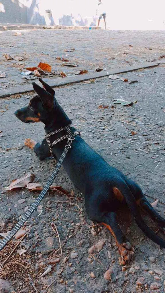 Cachorro raça Pinscher N°2 idade 7 a 11 meses nome Zeca