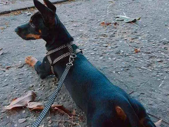 Cachorro raça Pinscher N°2 idade 7 a 11 meses nome Zeca