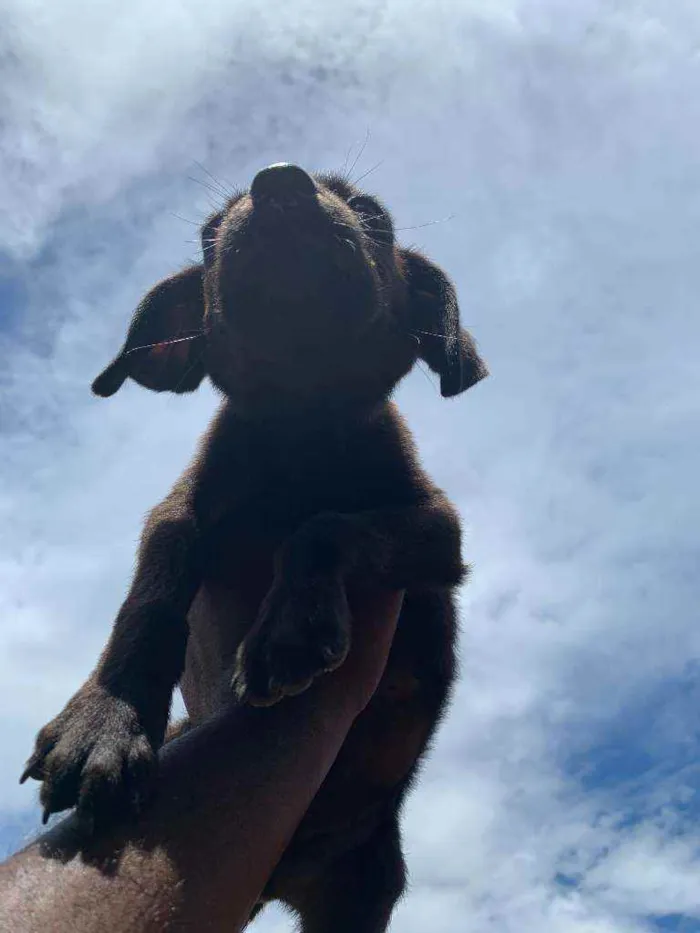 Cachorro ra a labrador  idade Abaixo de 2 meses nome sem nome 