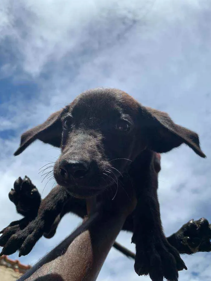 Cachorro ra a labrador  idade Abaixo de 2 meses nome sem nome 