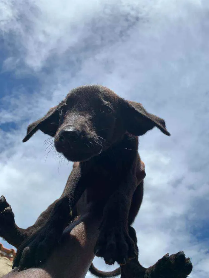 Cachorro ra a labrador  idade Abaixo de 2 meses nome sem nome 