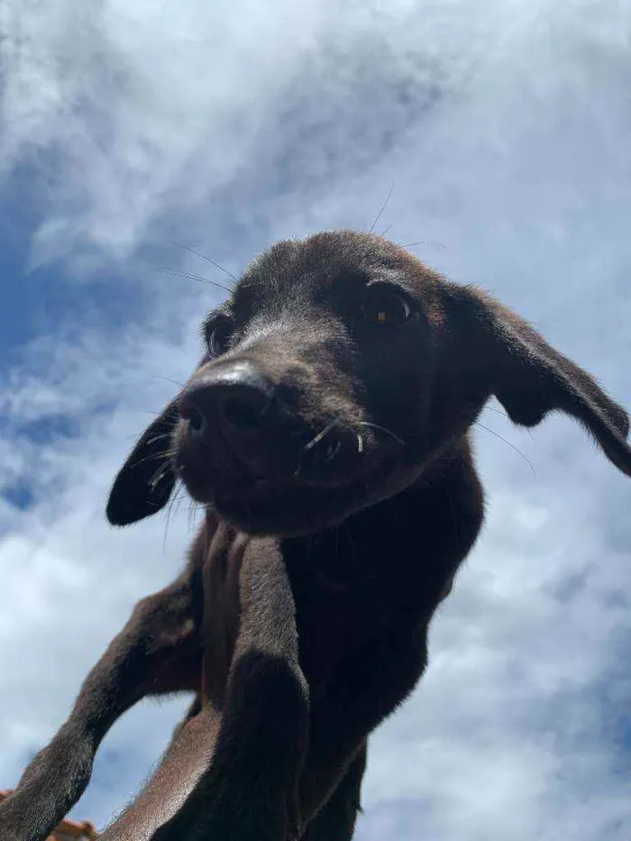 Cachorro ra a labrador  idade Abaixo de 2 meses nome sem nome 