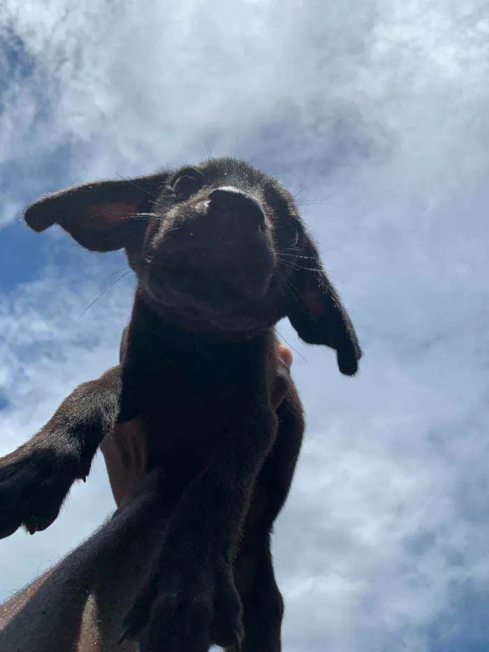 Cachorro ra a labrador  idade Abaixo de 2 meses nome sem nome 