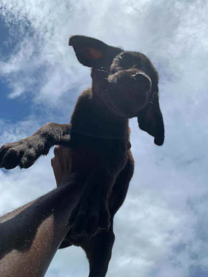 Cachorro ra a labrador  idade Abaixo de 2 meses nome sem nome 